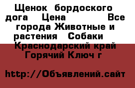 Щенок  бордоского  дога. › Цена ­ 60 000 - Все города Животные и растения » Собаки   . Краснодарский край,Горячий Ключ г.